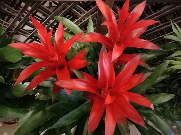 OPPO A73值不值得入手? OPPO A73评测