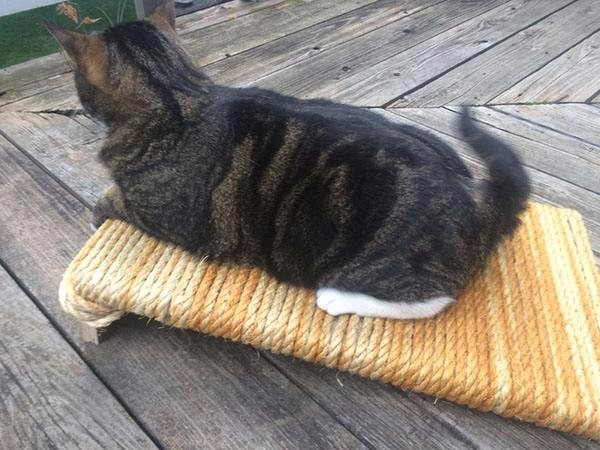 自制一个猫抓板