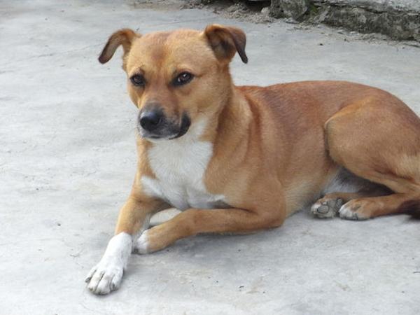 狗年说狗之中华田园犬，最能代表十二生肖中狗的形象