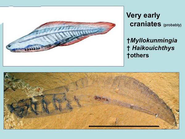 奥陶纪10大恐怖生物,第三知名度仅次于恐龙,第六致使三叶虫灭绝