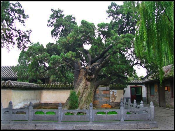 中国十大古树树龄达5000年10几个人才可以环抱