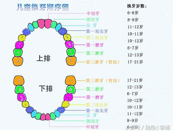 儿童换牙顺序图以及对应的换牙时间