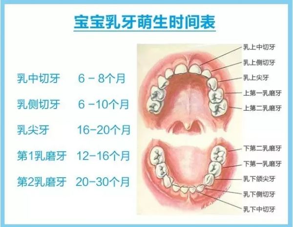 宝宝长牙晚顺序不正确别担心婴儿乳牙问题都告诉你