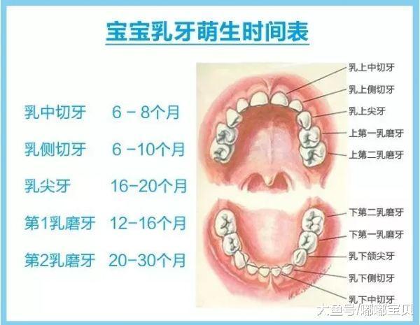 婴儿乳牙问题, 你想知道的都在这里