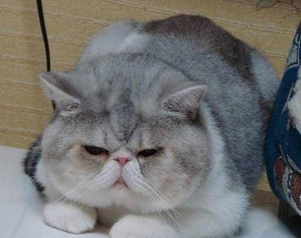 十大最高贵的猫,快看看你家猫在不在其中|德文|品种|高贵的_新浪新闻