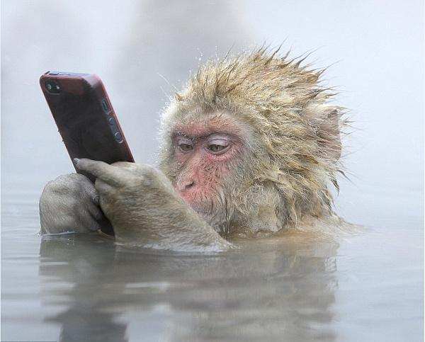日本猴子泡温泉, 有的还在用手机"聊微信"