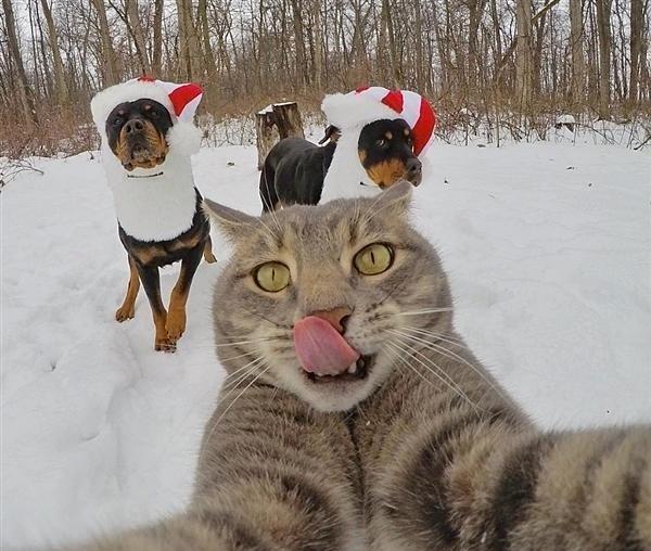 猫咪和狗子们的自拍,最后一张猫咪的表情没谁了,自拍狂魔