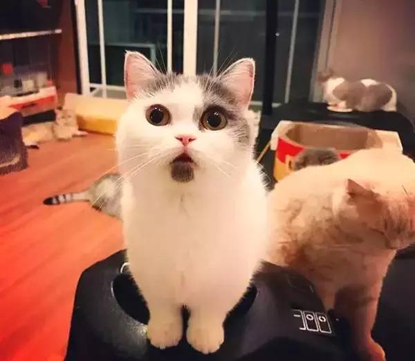 呆萌小奶猫自带懵逼表情实力圈粉,无论看到啥都懵