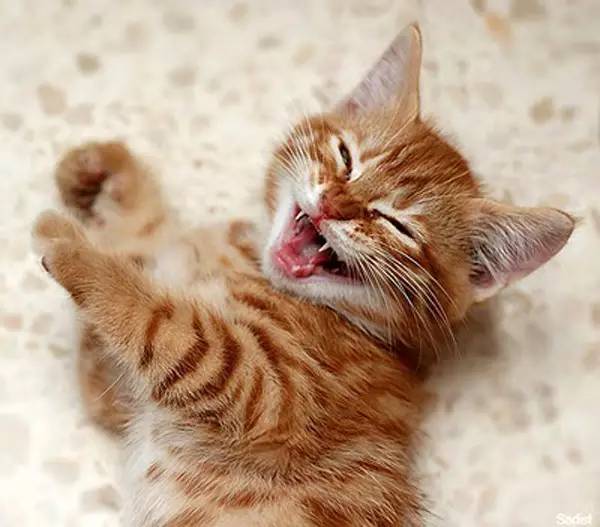 【养猫手册】11种猫奴必须记下来的猫咪叫声