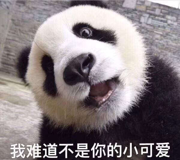 大熊猫繁衍基地欲将奇果和圆满送往野生培训,