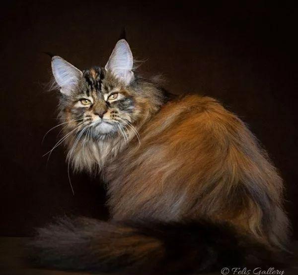 名猫盘点之缅因猫:个头大且强壮,像一头小狮子,却是温柔的巨人