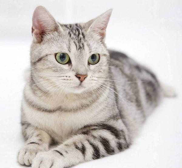 十大最高贵的猫,快看看你家猫在不在其中|德文|品种|高贵的_新浪新闻