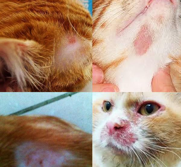 炎热潮湿的天气当心家里的猫患上猫湿疹