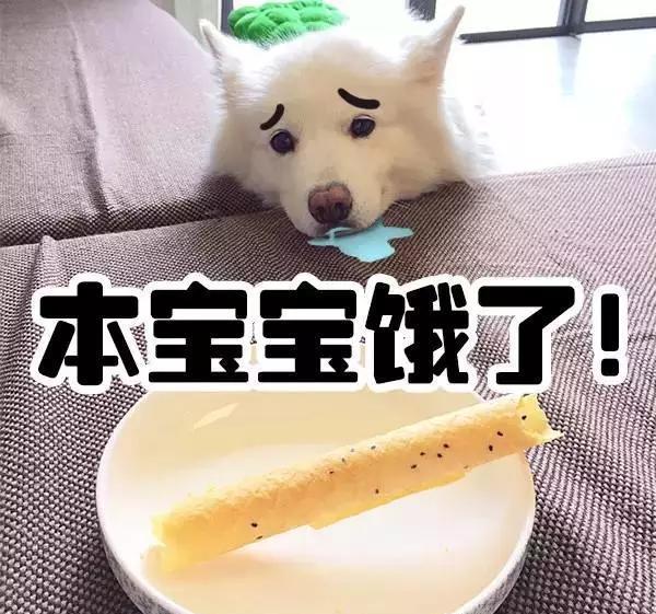一组新的端午妞妞表情包