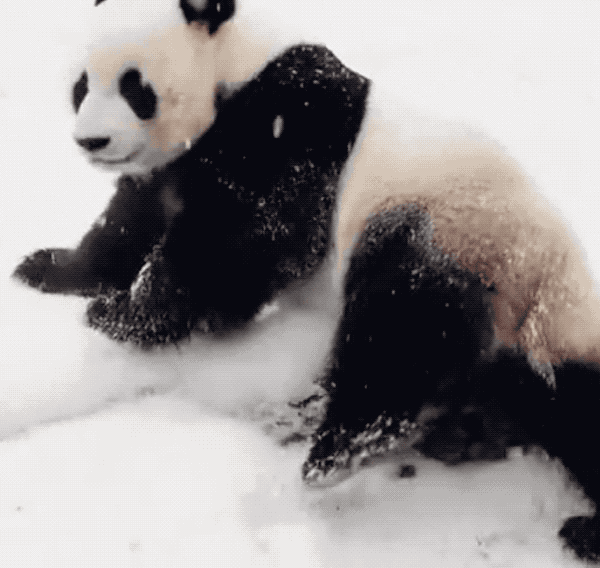 看看谁才是雪后新萌主!小熊猫雪地理打滚,差点