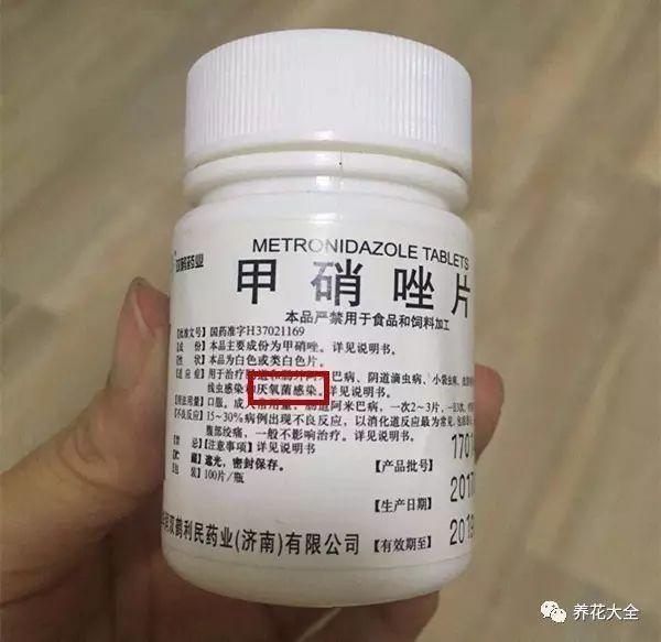 过期小药片扔盆里,花像吃了兴奋剂,疯长撑爆盆!