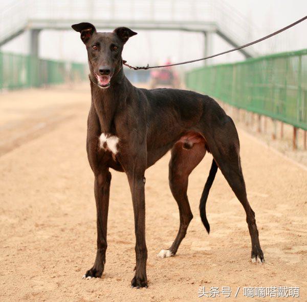 世界上五大被称为"长腿欧巴"的狗狗:中国的国产犬种也