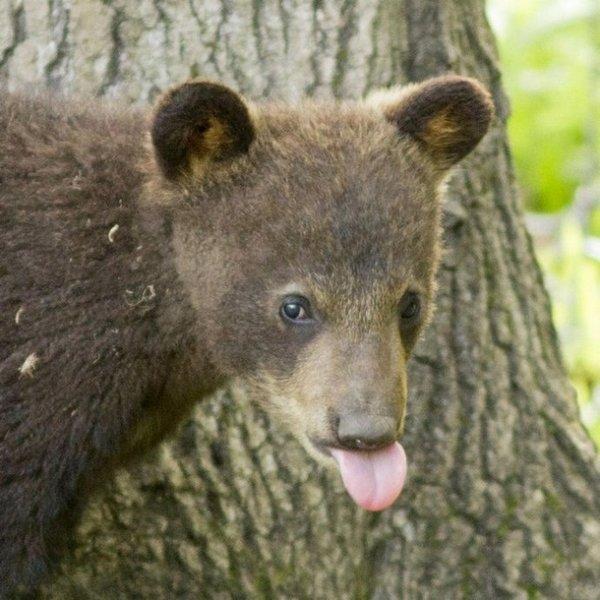 吐舌头卖萌的熊