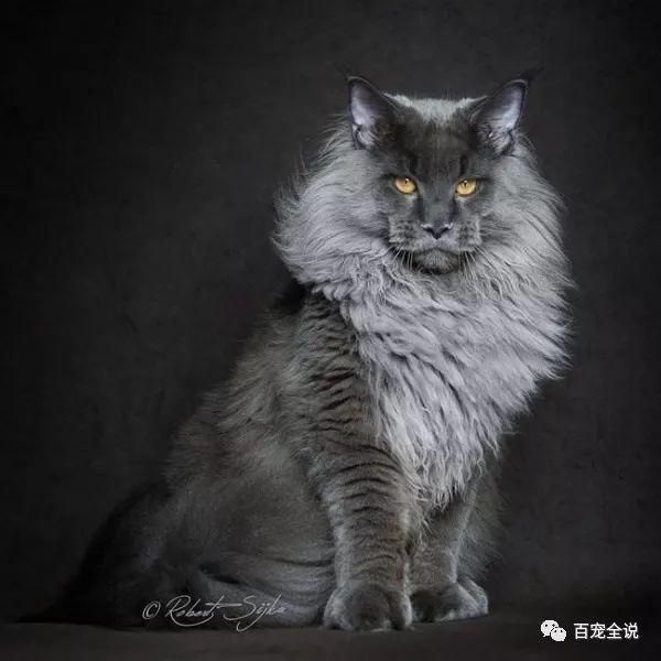 名猫盘点之缅因猫:个头大且强壮,像一头小狮子,却是温柔的巨人