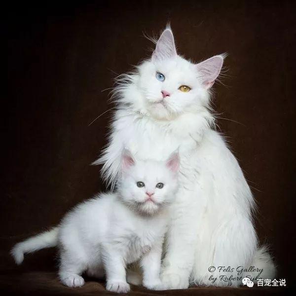 名猫盘点之缅因猫:个头大且强壮,像一头小狮子,却是温柔的巨人