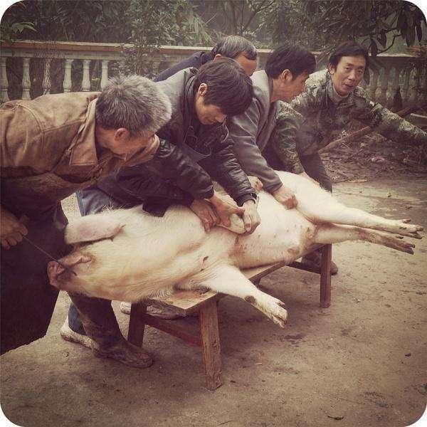杀猪匠刚把猪捅死,下一秒魂归西天