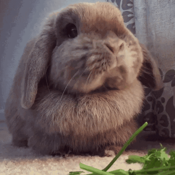 胖兔兔三瓣嘴好魔性,看它吃饭能看一天