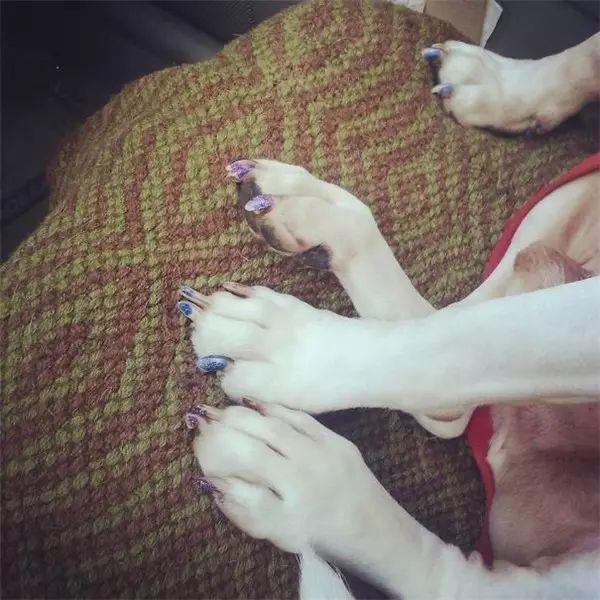 寵物們和小孩單獨在一起的下場就是……