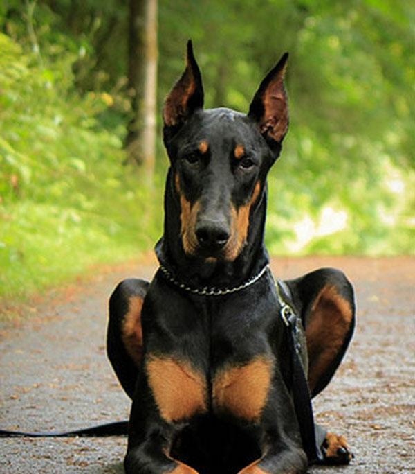 6,杜宾犬