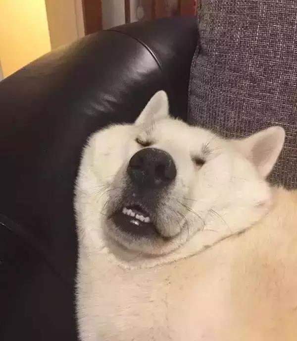 狗狗什么时候最搞笑,当然是睡觉的时候