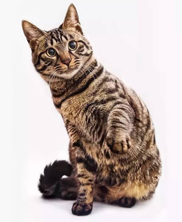 中国本土纯种猫,不黏人的世界名贵品种,大部分