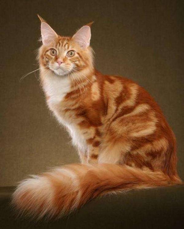 十大最高贵的猫,快看看你家猫在不在其中|德文|品种|高贵的_新浪新闻