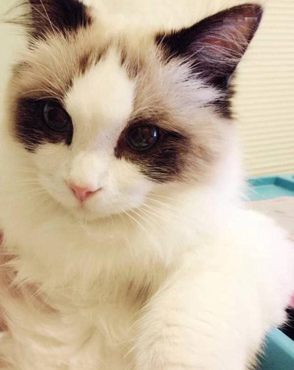 十大最高贵的猫,快看看你家猫在不在其中|德文|品种|高贵的_新浪新闻