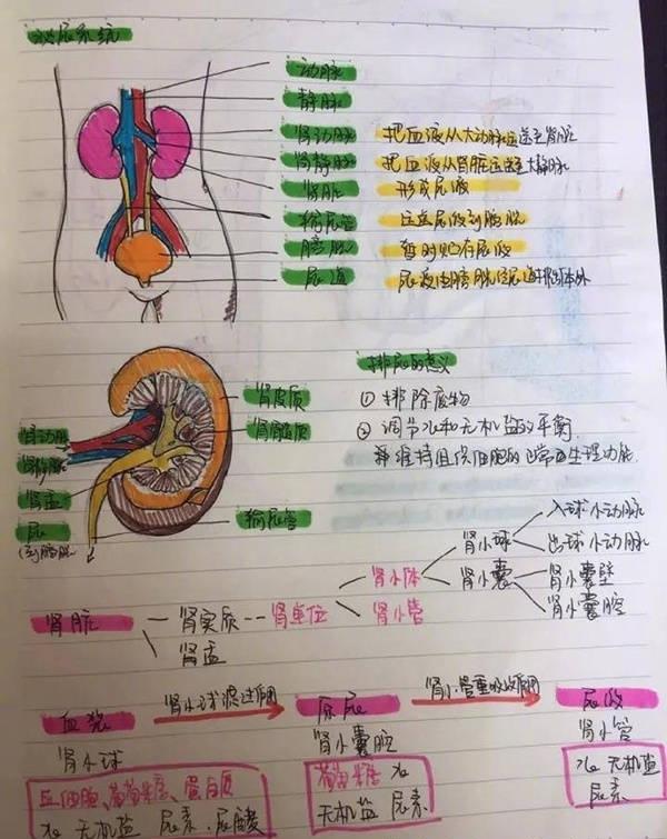 泌尿系统