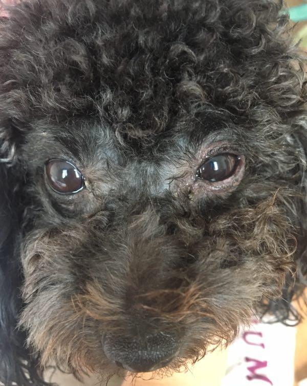 很多人家的宠物狗眼睛肿了却不知道怎么办