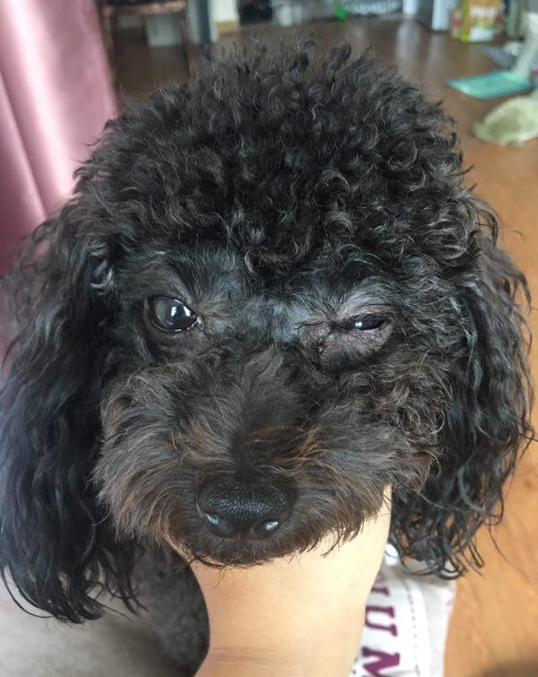 很多人家的宠物狗眼睛肿了却不知道怎么办