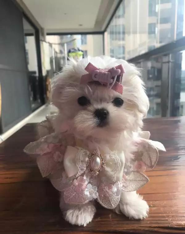 关于马尔济斯犬