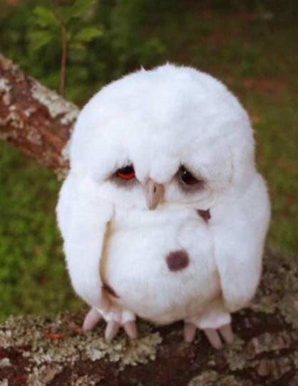 动物难过的时候也会哭吗?动物哭是不是也是在