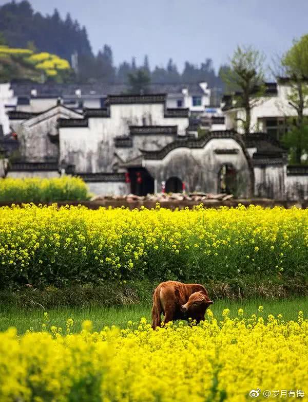 "中国最美的乡村"的婺源,粉红的桃花,金色的菜花,山水田园