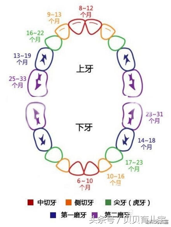 小孩子换牙的顺序