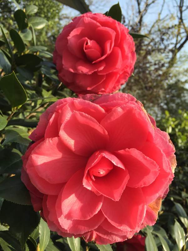 这种木本花卉,漂亮不逊玫瑰花,花大色艳,红红火火,是盆栽佳品