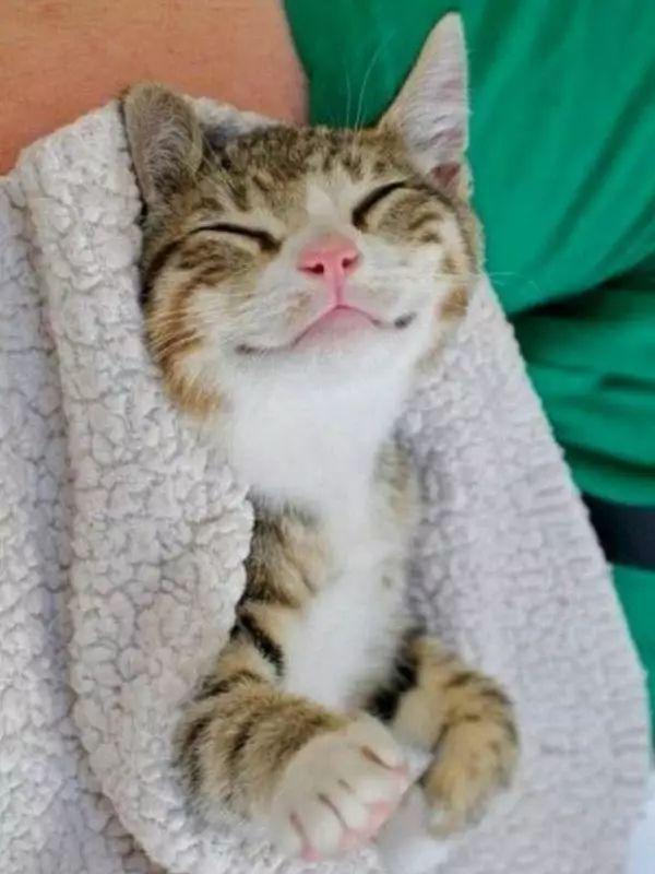 16种猫咪笑，你家主子是哪款？