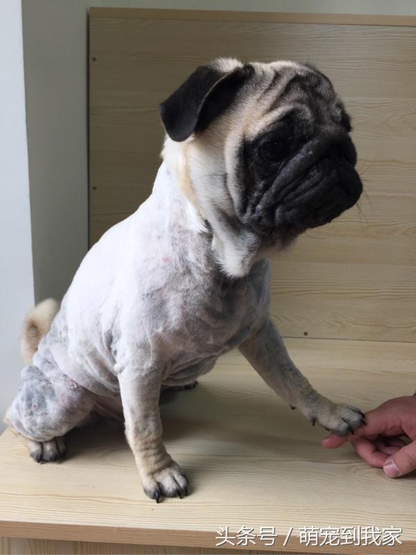 我家的巴哥有点蠢,它一抱到身上就会这样整个