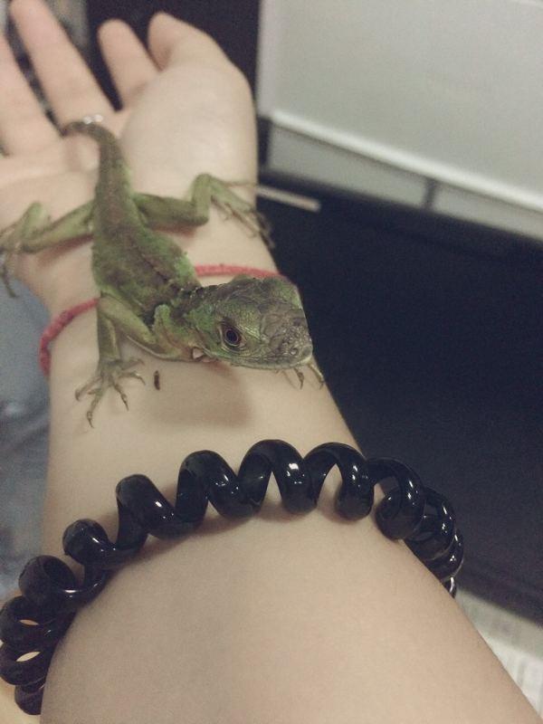 学生党或者工作当中的你,适合养什么样的宠物