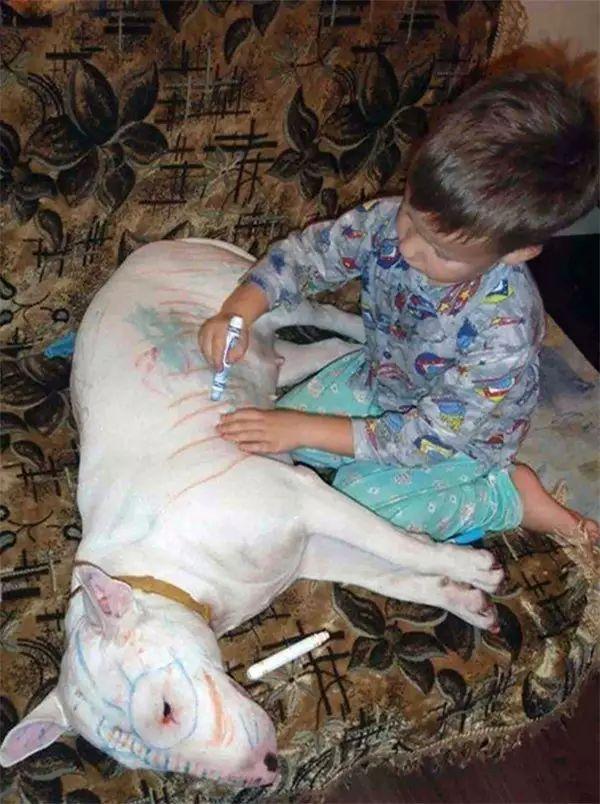 寵物們和小孩單獨在一起的下場就是……