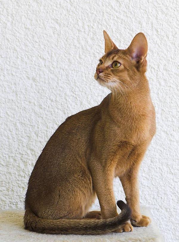 十大最高贵的猫,快看看你家猫在不在其中|德文|品种|高贵的_新浪新闻