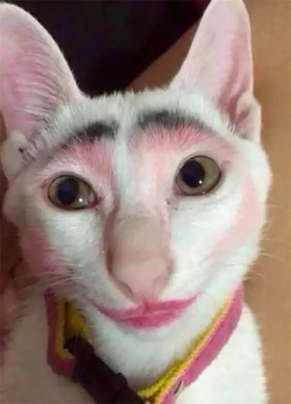 寵物們和小孩單獨在一起的下場就是……