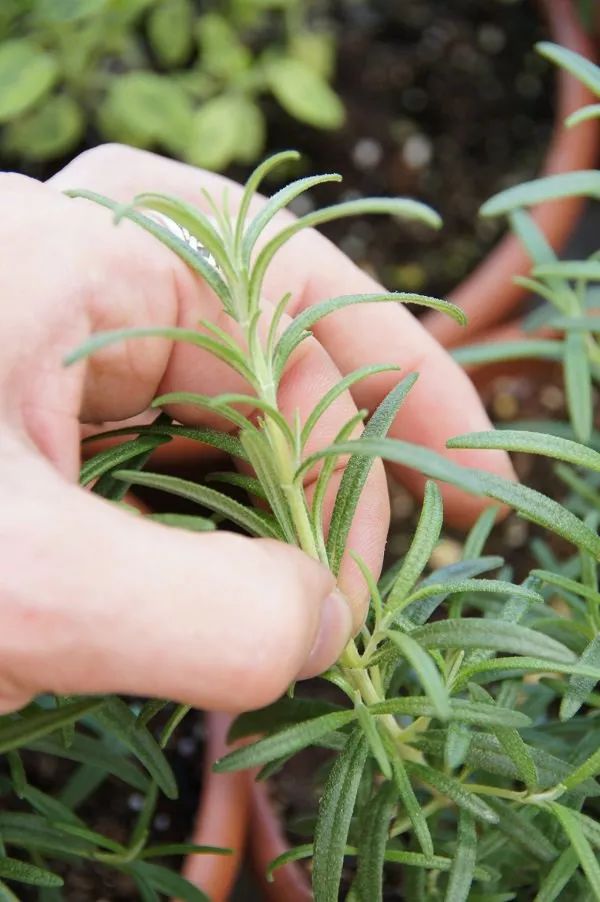 小贴士: 养护香草植物切勿过度施肥,肥力过大容易造成肥伤,而且还会