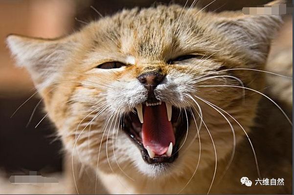 总是猫吃蛇,最致命毒蛇黑曼巴终反杀野猫一回