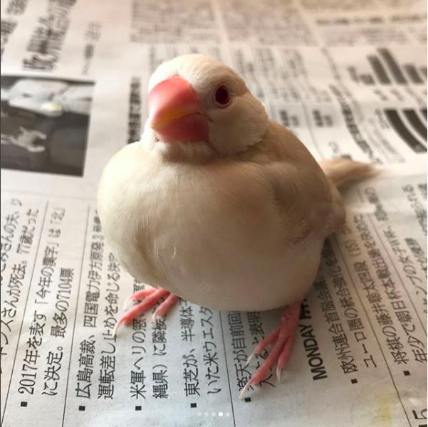 这里怎么有三颗花生汤圆,文鸟缩成球睡在笼子被吵醒,你汤圆!