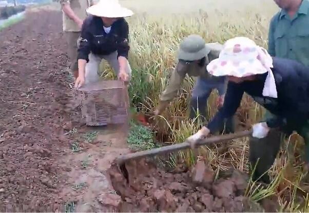 农村大叔田地挖田鼠,回去以后将其烤成一道美味的菜肴